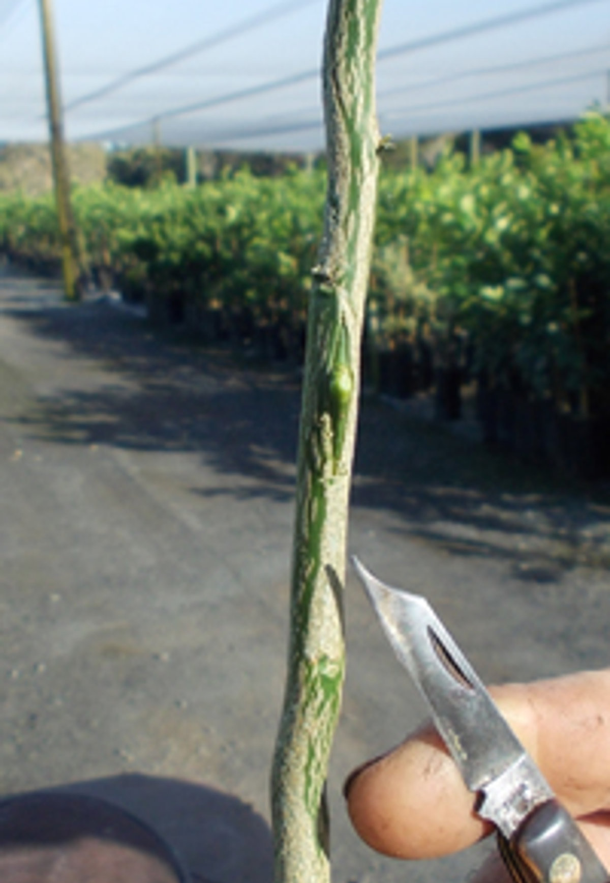 A citrus scion being hand budded onto rootstock at the nursery