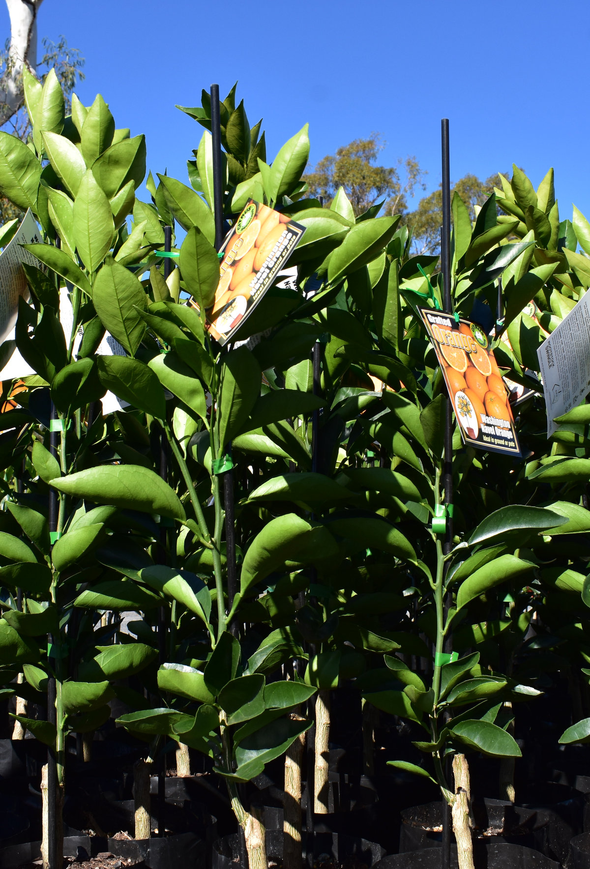 Tagged citrus trees standing ready for sale at the nursery