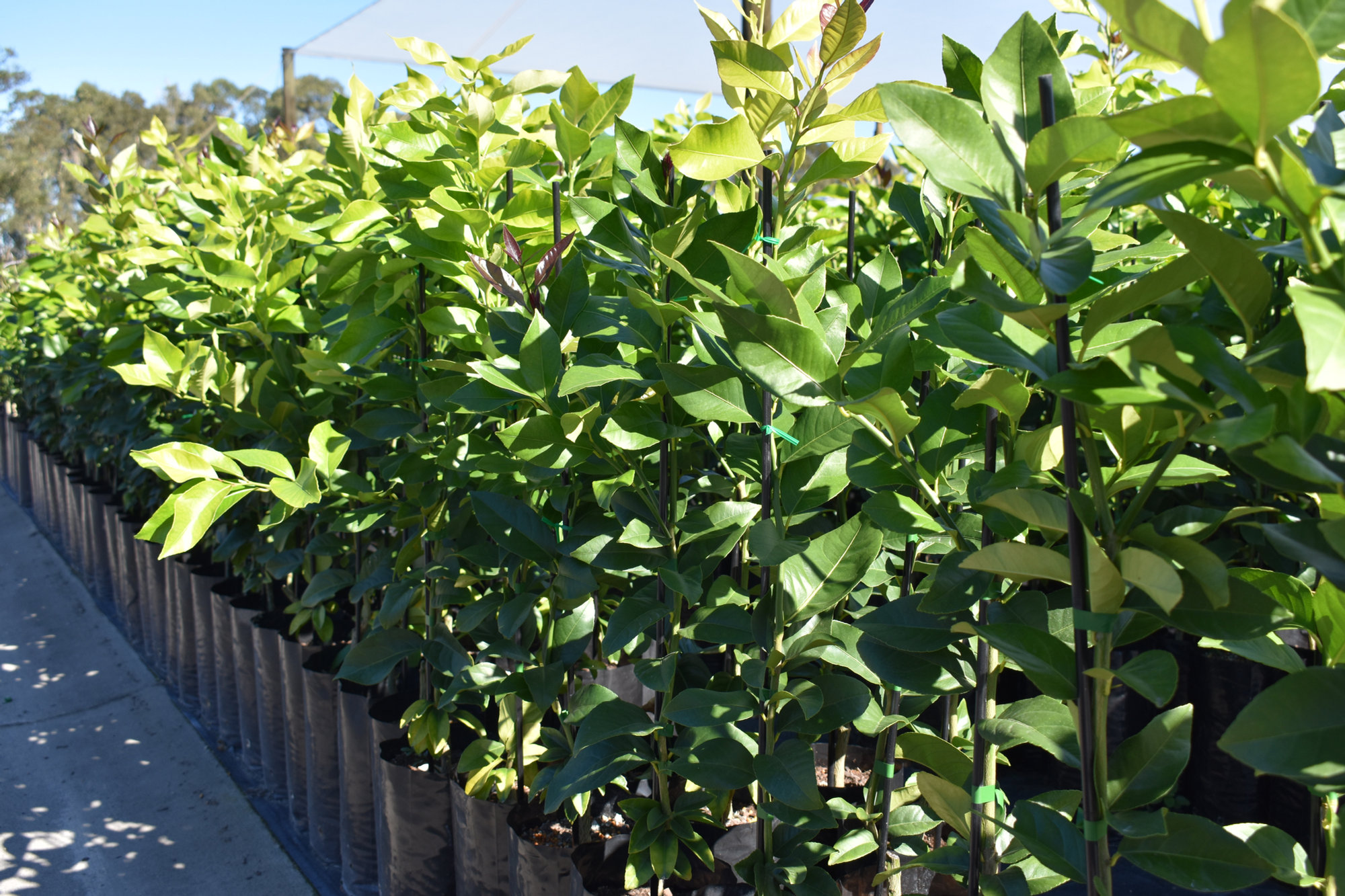 Rows of young citrus trees growing under shade cloth at the Brunswick Heads nursery