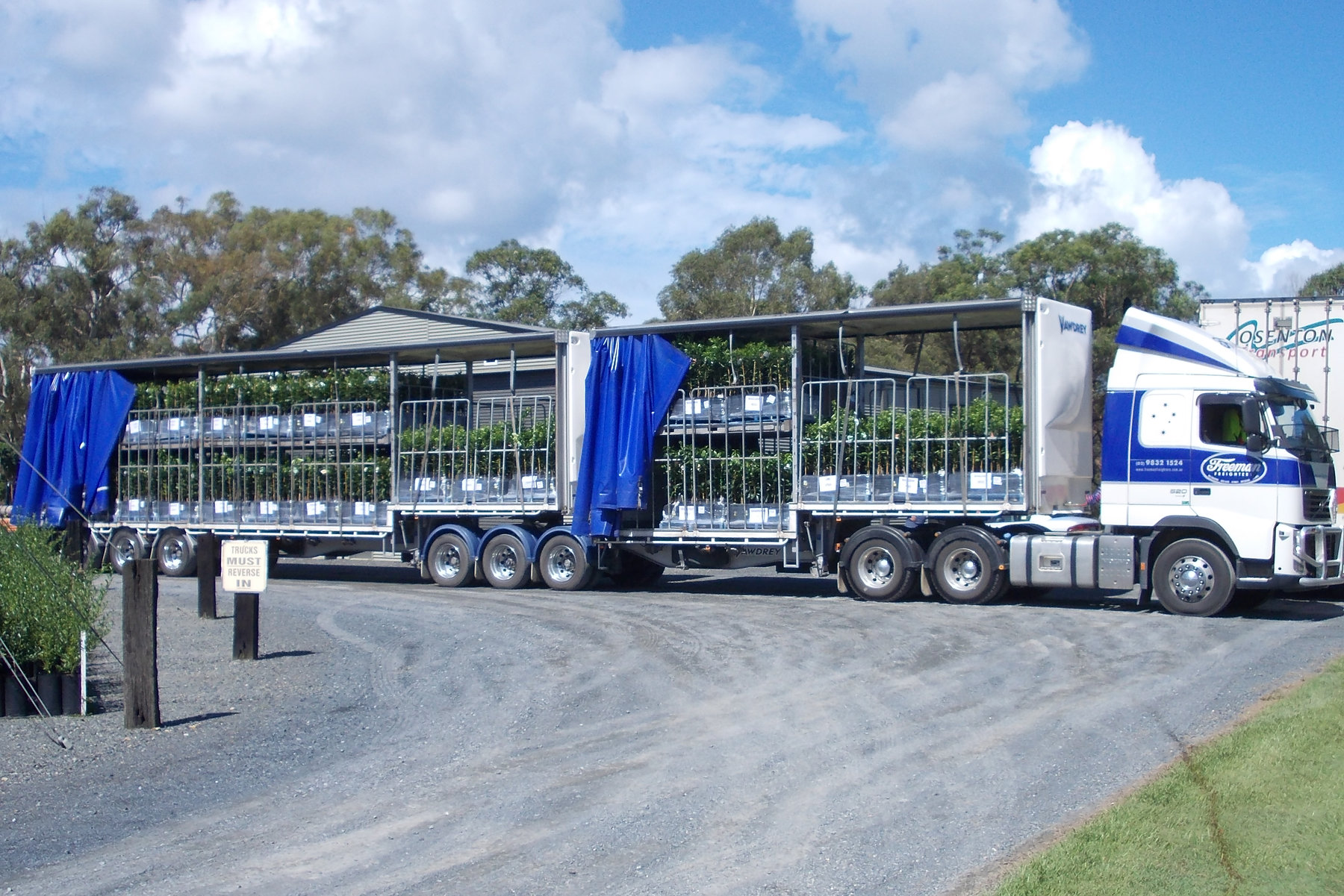 Curtain-side trucks loaded with racks of nursery stock leaving the Brunswick Heads yard