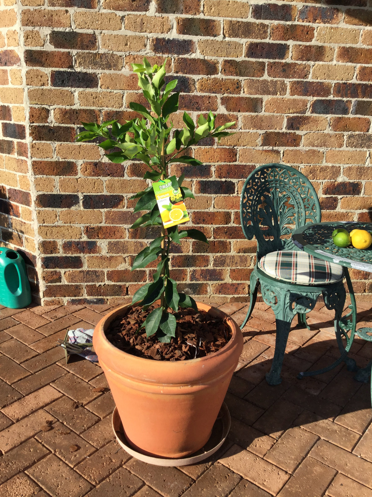 A dwarf citrus tree grown on in a terracotta pot on a patio