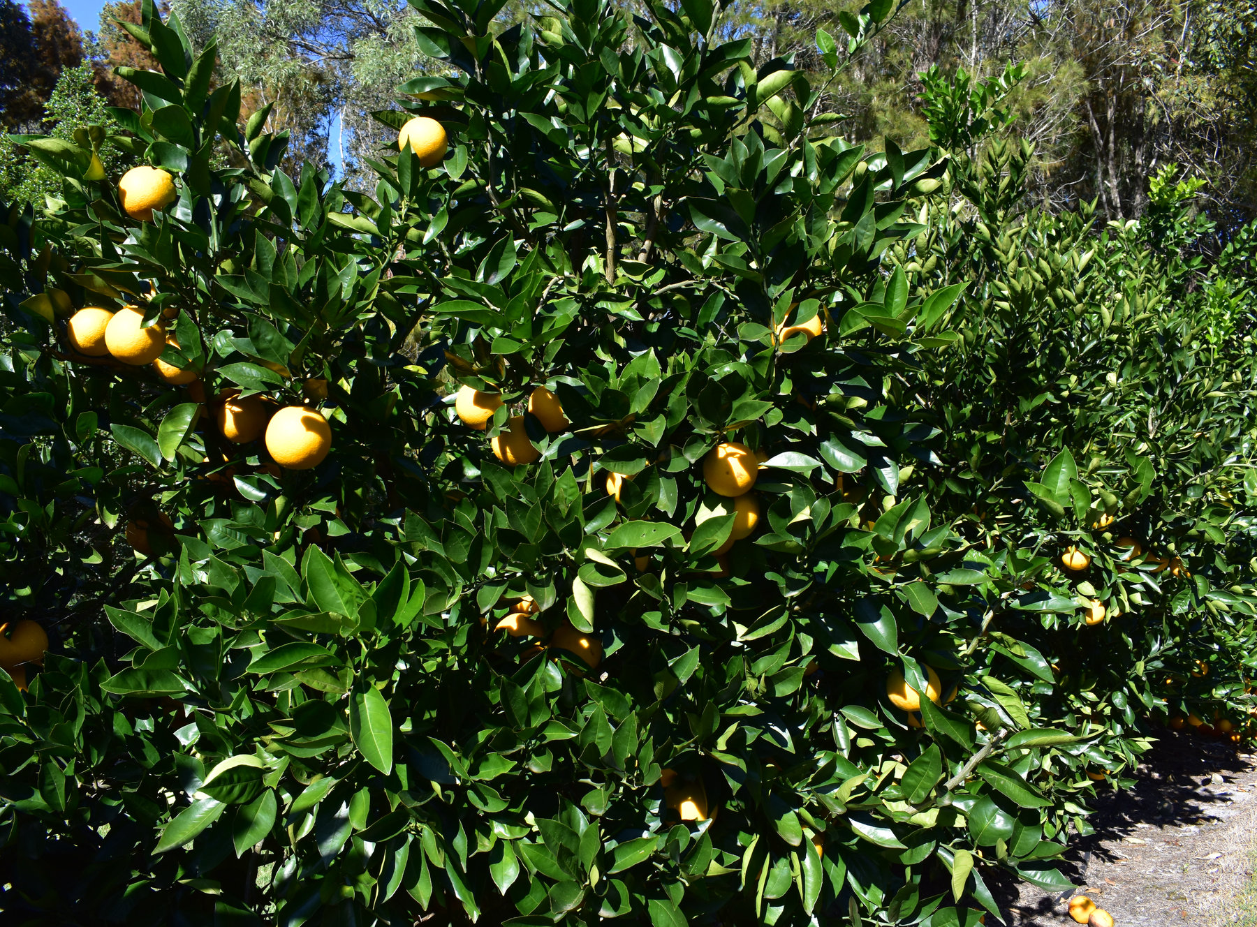 A mature orange tree carrying a heavy crop
